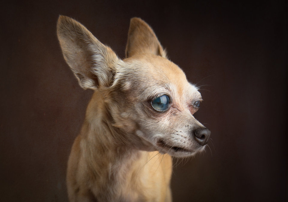 huffingtonpost:  Old Shelter Dogs Celebrate The ‘Gift Of Golden Years’ In Stunning