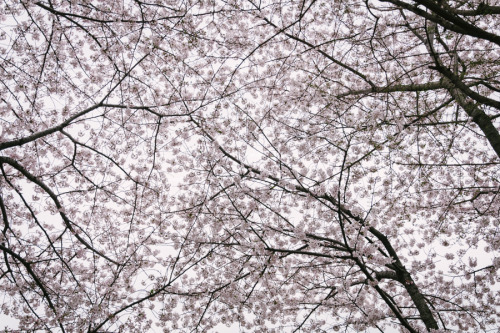 Full of blossom2016年、目黒川の桜並木。桜で埋め尽くされる天空。