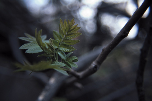 Indigo by dotstephanie on Flickr.