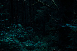 skatedistrict:  Dusk in Ecola State Park, OR. 