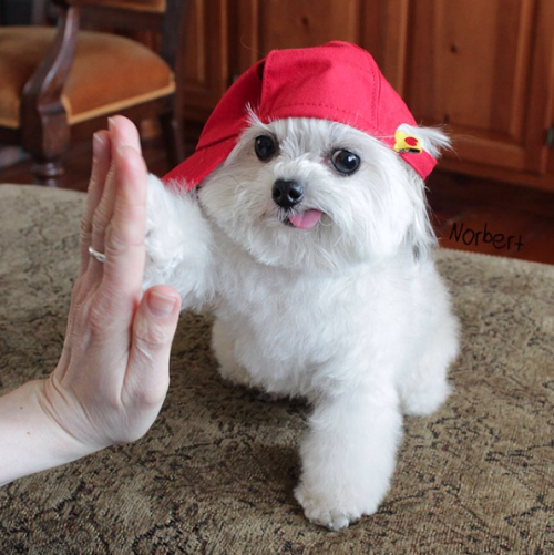 catsbeaversandducks:This little guy gives the coolest high-fives EVER.Photos by ©Norbert The Dog