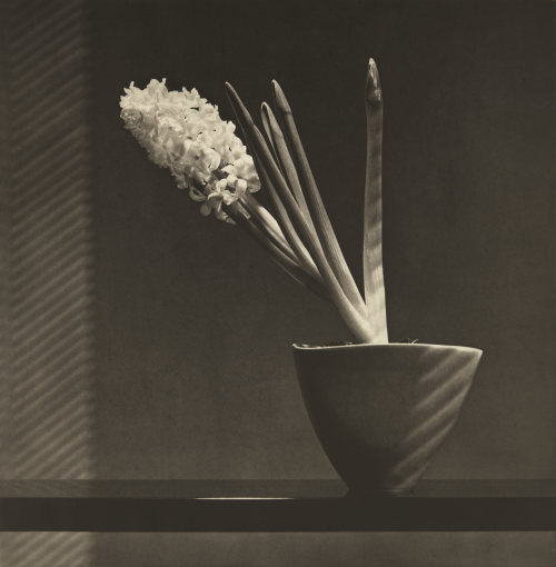 ce-sac-contient:  Robert Mapplethorpe (1946-1989) - Hyacinth, 1987 Photogravure (83.2 x 81.9 cm)