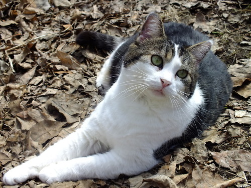 anyway here’s some pictures of my darling cat daughter enjoying som crunchy leafs (taken on 4-