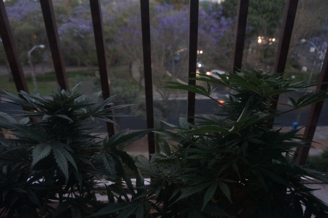 weednymphos:  Happy april 20th