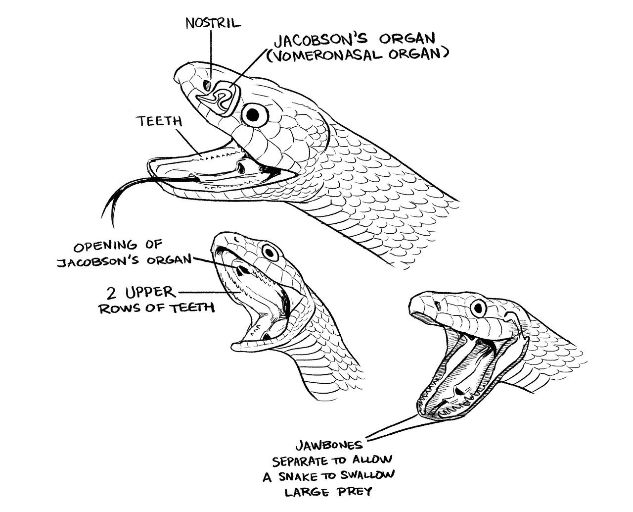 snake mouth anatomy