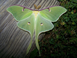 wrotten:  Luna Moth