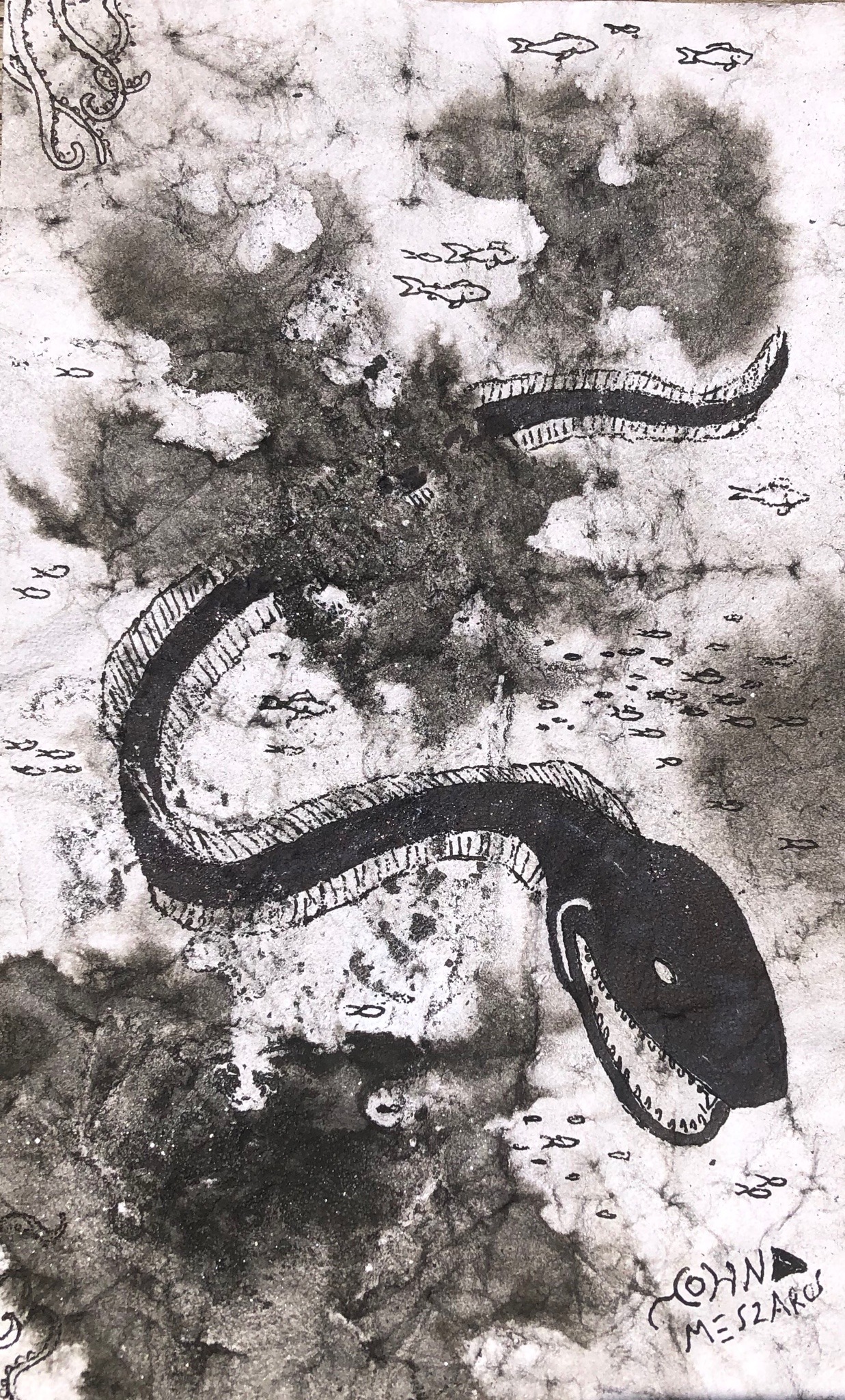 photo Tadpole The Hook Island Sea Monster drawing of the hook island sea serpent