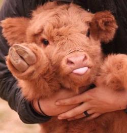 awwww-cute:This Sweet Baby Cow (Source: http://ift.tt/2mQHBGT)