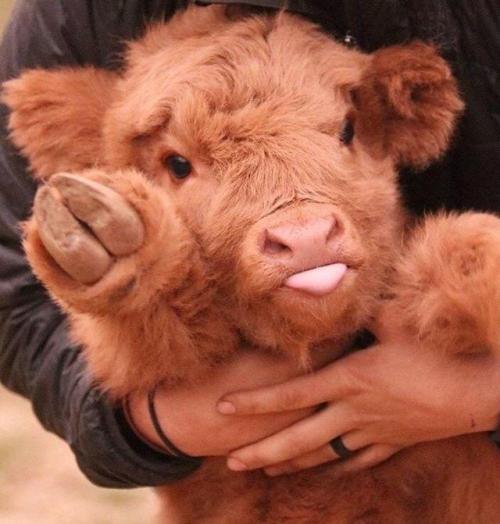 yubinyasan: awwww-cute: This Sweet Baby Cow (Source: ift.tt/2mQHBGT) @charlieskellys