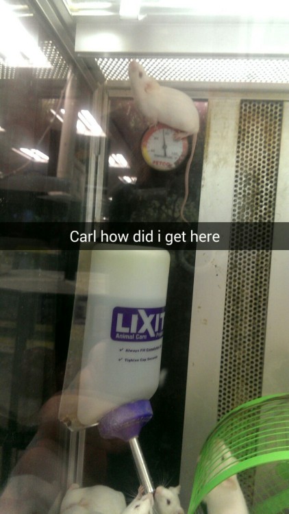 ugly-bread:  I went to a pet store today