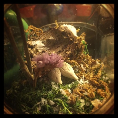 @zannabeez gifted me this adorable tiny #hedgehog family in a jar for my holiday present this year a