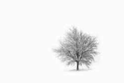 sapphire1707:  Lonely Tree | by JohannesNollmeyer | http://ift.tt/1C16Nyp