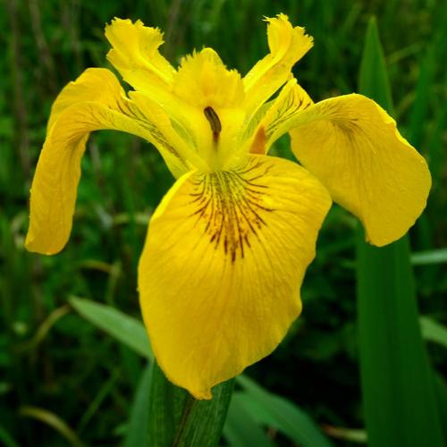 Iris Clump in the Meadow.