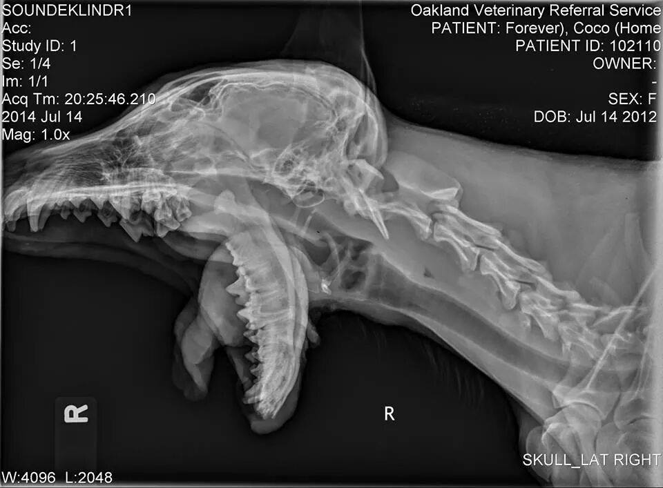 homefurever:  We need help raising funds for our beautiful shepherd puppy with a