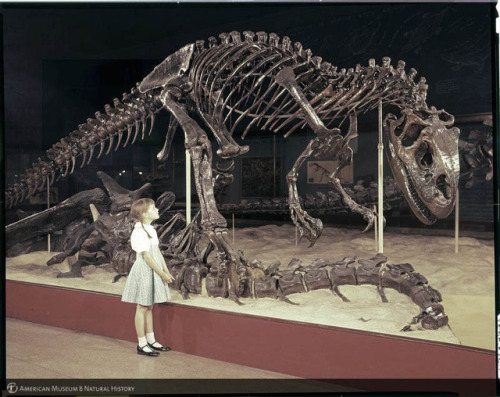 amnhnyc:This 1959 photo from the archives features Allosaurus and a friendly visitor in the Museum’s