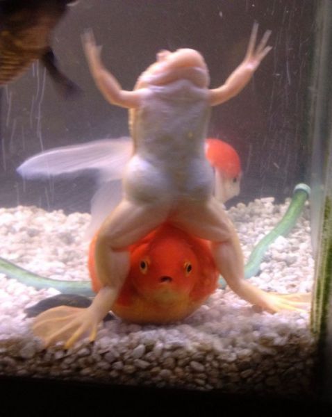 kool-aid-jammers:  why is that frog lower body on swole and why that fish getting