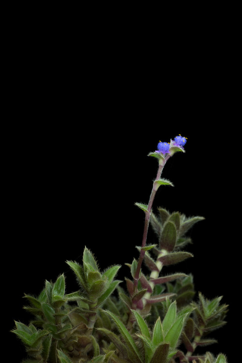 Cyanotis somaliensis is a trailing succulent from Somalia which is called kitten ears for the fuzzy 