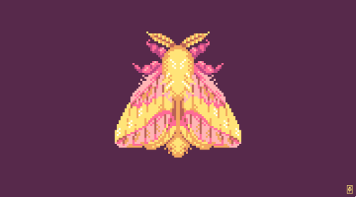 scrixels:1407. Rosy Maple Moth