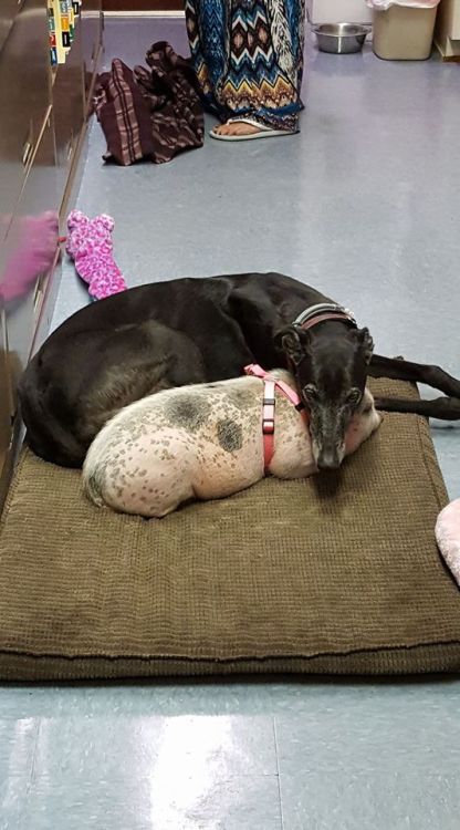 greyhoundsandfriends:Credit goes to Debbie Schulman Moore.