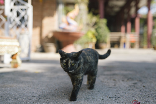 louisetakesphotos: Cat chronicles of Chiang Mai, Thailand. 