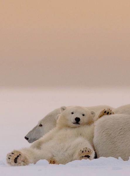 wasbella102:     The Nap - Kyriakos Kaziras   Polar Bear with it’s cub at Beaufort Sea.