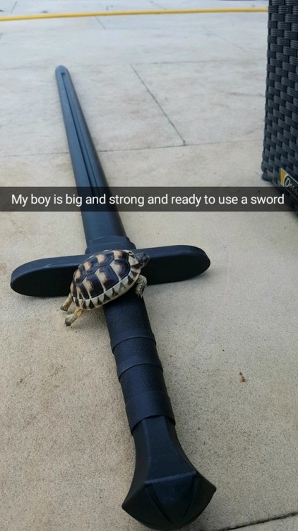 balthazargalactica:Some tortoises are good at training with swords