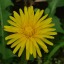 littledandelionperson