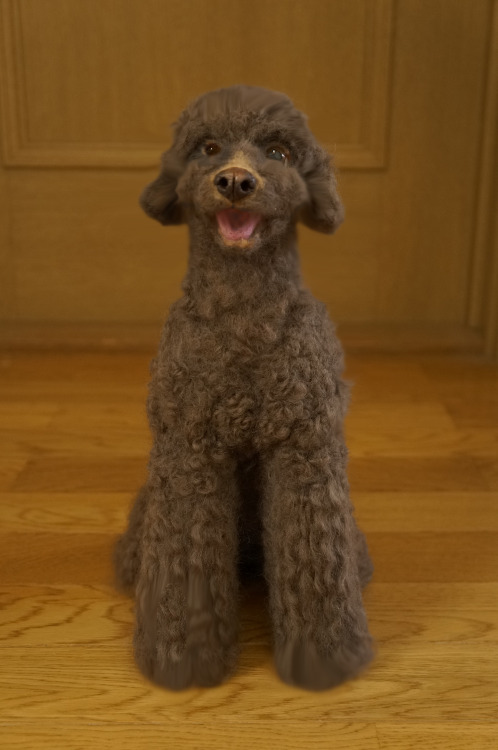 It is the work of the needle felt.His name is Yamato. It is a toy poodle of dun.He is loved by the v