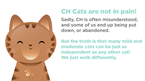 thetinytabby:thetinytabby:Do you know about Cerebellar Hypoplasia?If you’ve ever had the absolute pleasure of meeting a cat with CH, you’ll know how quirky and charming they typically are!Teddy, the CEO of The Tiny Tabby, has CH. He is the happiest,