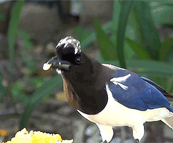 becausebirds:  The Curl-crested Jay has a stylish hairdo, just because…because