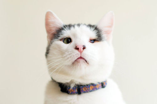 8bitrevolver:  catmiint:  mymodernmet:  Photographer Captures Heartwarming Portraits of Blind Cats to Help Them Get Adopted  @dasvanthenecromancer  Hey guys, the photographer has created a GoFundMe for the care and vet bills for this shelter and kitties!