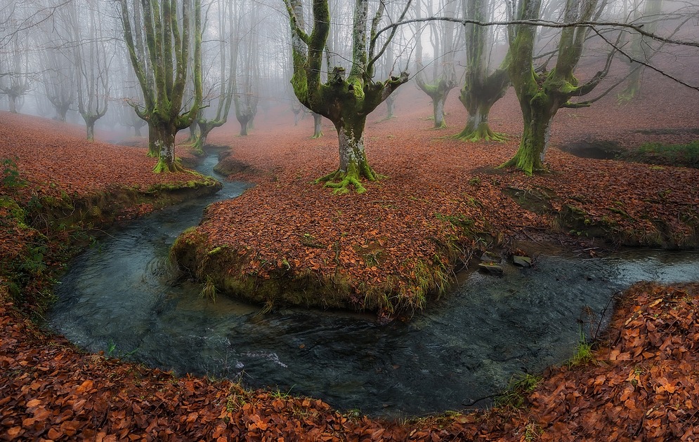 datdonk:  travelingcolors:    Oztarreta Forest, Basque Country | Spain (by Javier