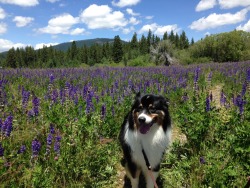 handsomedogs:  Roddy, my 7-year-old Australian Shepard