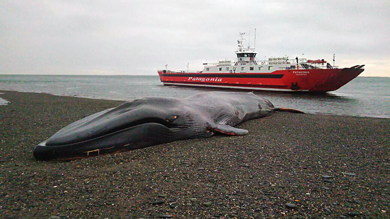 INSÓLITO. Le graban “Ana te amo” en una ballena varada. Gran indignación ha causado una serie de fotos que se han vuelto virales a través de las redes sociales, de una ballena azul varada en la región chilena de Magallanes.
A 117 kilómetros de Punta...