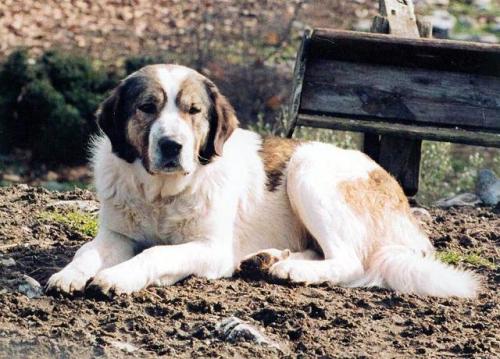 livestockguardiangod: Greek Molossus of Epirus, source. 