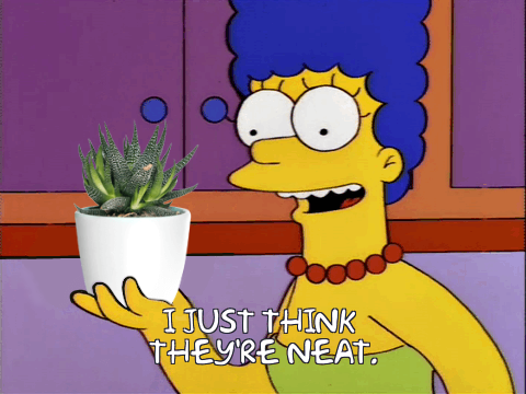 humbuns: ameperyton: live footage of me buying another succulent @lotocle I have 11 total now, there