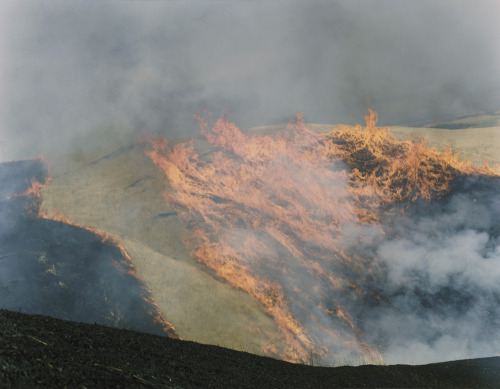 virginian-wolf-snake: Rinko Kawauchi, Ametsuchi series (2012-2013) What inspired me was a dream I ha