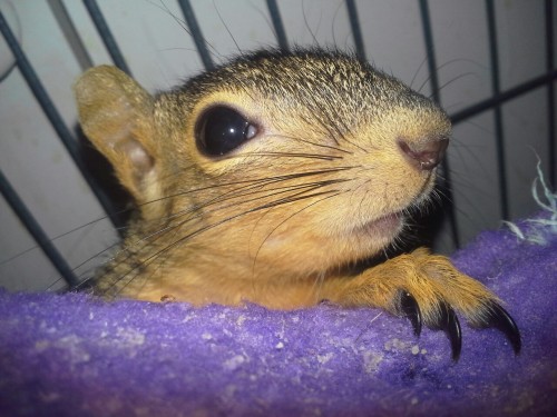 Damon is getting big! He’s starting to wean himself off milk and eat solids. He still doesn&rs