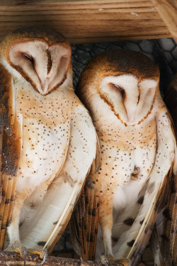 featheroftheowl:  Barn Owls by secondclaw