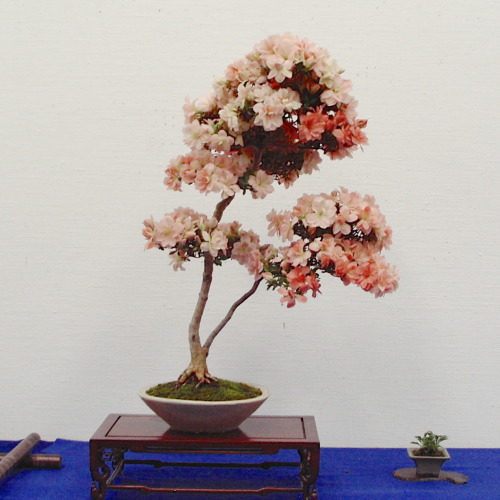 kuro-png:   さつき盆栽花季展 / Satsuki azalea bonsai exhibition  