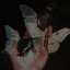 ink-black-wings