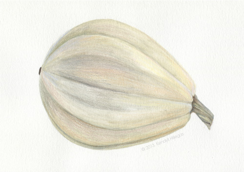 kendyllhillegas:White acorn squash Original piece now available in my shop. Prints on Etsy.