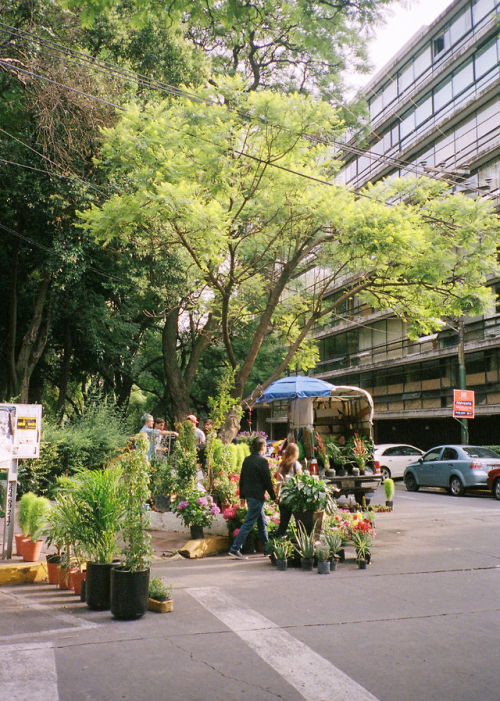 cinnamonpeeler:  Condesa, Mexico City If you were to describe Mexico City to me as ‘lush’ I would never have believed you. But just look. It really is. 