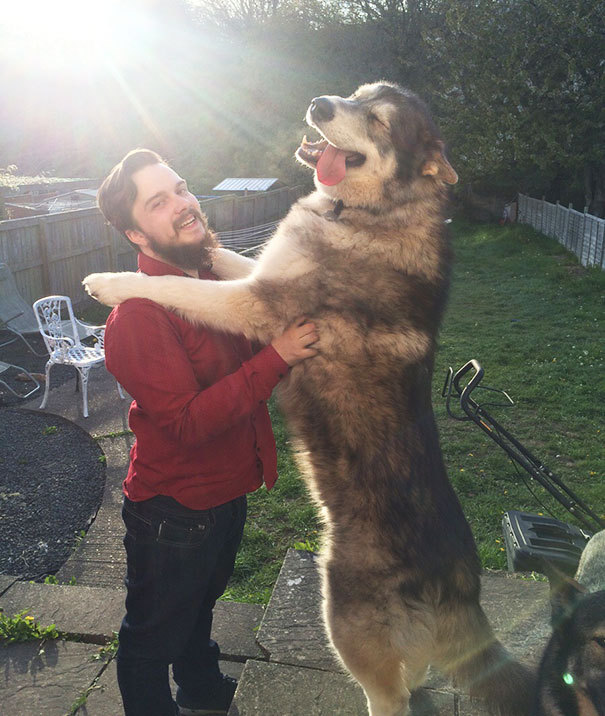 awesome-picz:  Dogs Who Don’t Understand How BIG They Are