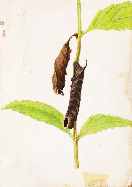 Gerald H. Thayer, Curled Dead Leaf Mimicking Sphinx Caterpillar, study for book Concealing Coloratio