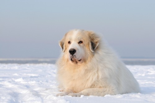 Fonte Dog Breed Gallery Great Pyrenees-2Posted tinamotta.tumblr.com