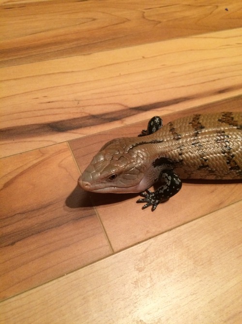 Just a quick update! I got a blue tongued skink! I believe her to be a merauke, but the seller didn&