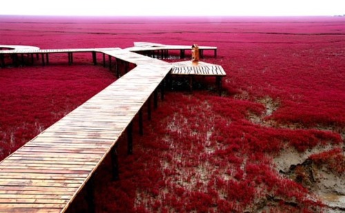Red beach in Panjin, China