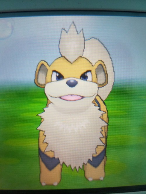 icebearisproudofyou: Shiny Giveaway! I already have a shiny Arcanine, which means I probably wouldn&
