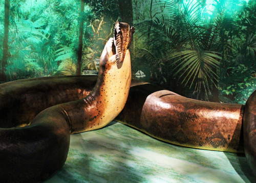TitanoboaBe glad these don’t exist today.Between 58 and 60 million years ago this titanic boa (speci